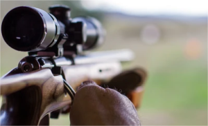 gun stocks